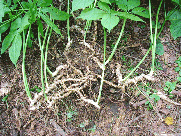 トチバニンジン/チクセツニンジン 苗（中） 1本 - 北の山菜Web3号店