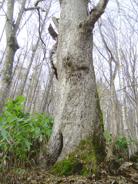 ミズナラ（水楢） 樹高＝1.5m 1本 - 北の山菜Web3号店