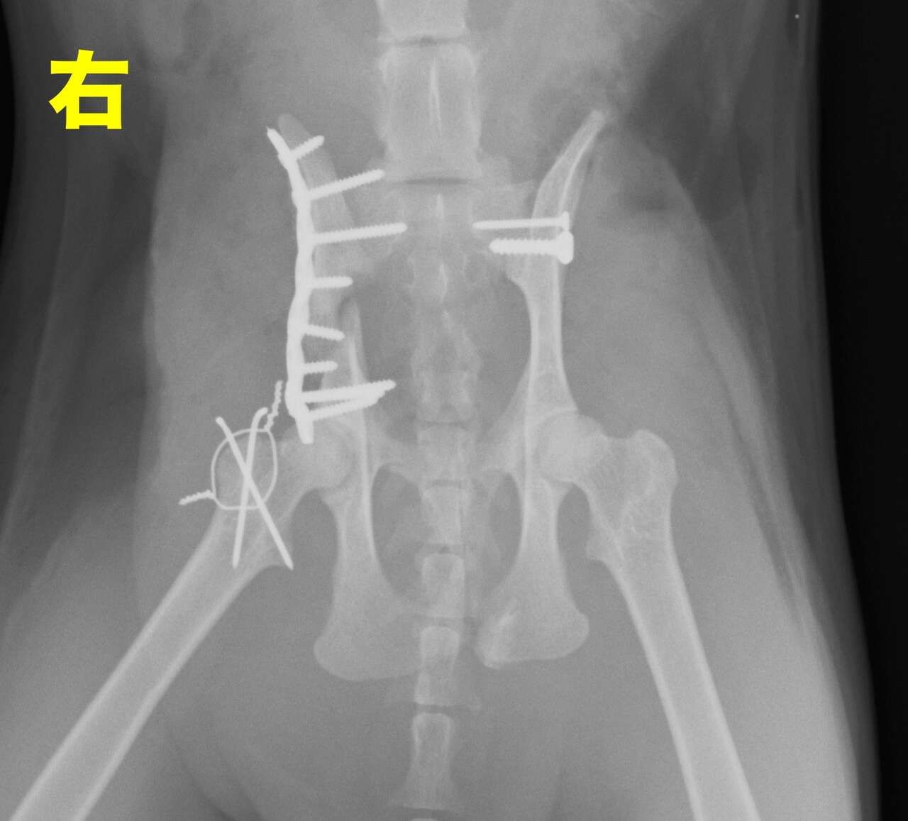 猫 交通事故 骨盤骨折 仙腸関節脱臼 | 上大岡キルシェ動物医療センター