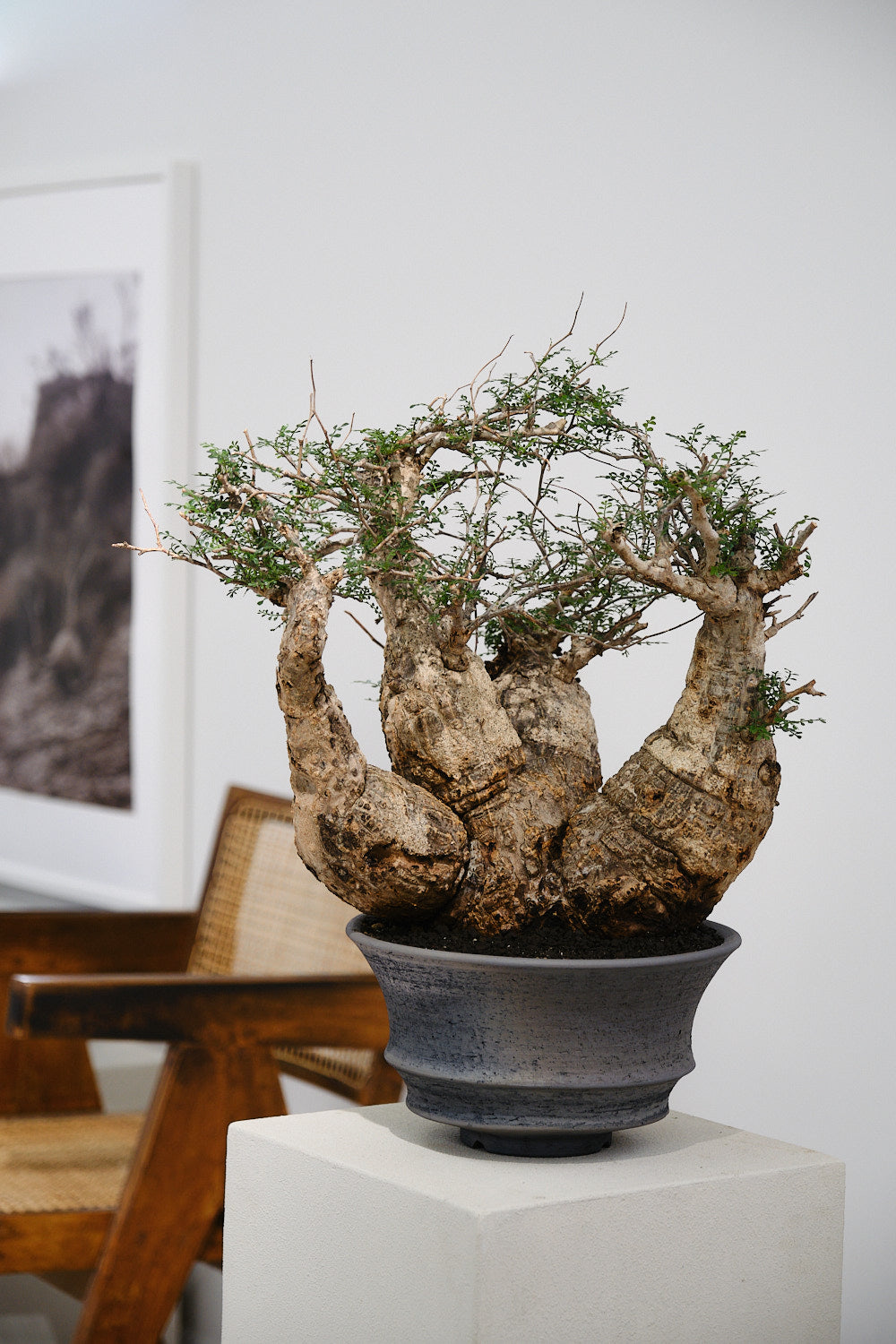 みやび鉢 KD-06 KOMO.DRY限定 オリジナル Φ45