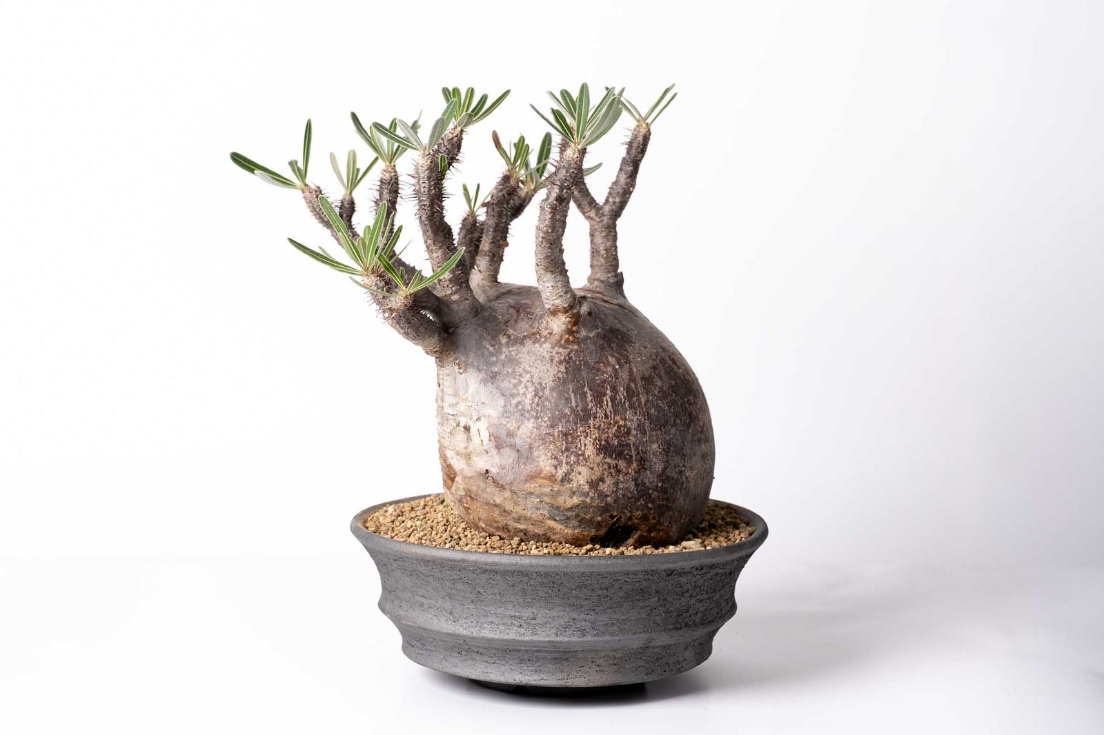 DSCF2138_45164b3e-62c1-48a3-