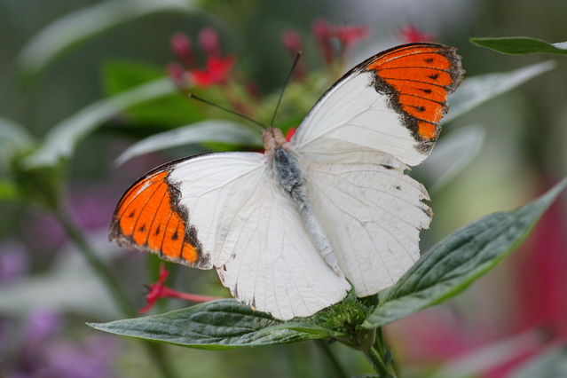 ツマベニチョウ♂♀標本☆バングラディッシュ産☆入手困難地域・貴重