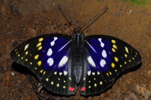 オオムラサキ | 昆虫図鑑