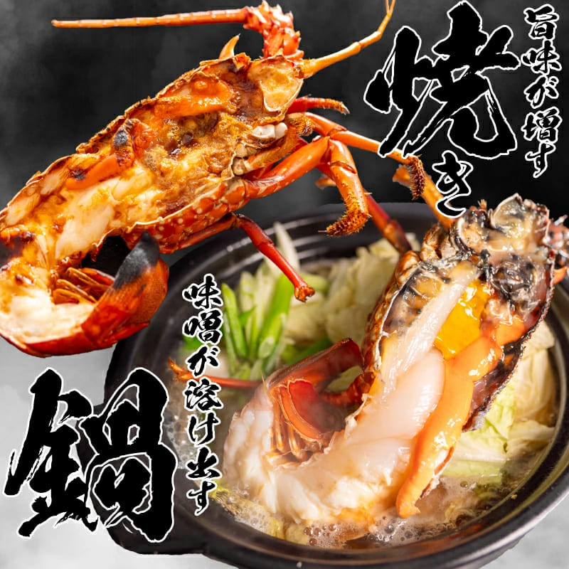 特大】伊勢海老 選べる容量 600g～4.2kg – 高知かわうそ市場