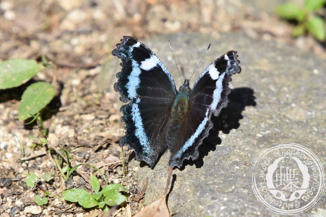 ルリタテハ - 胡蝶の杜