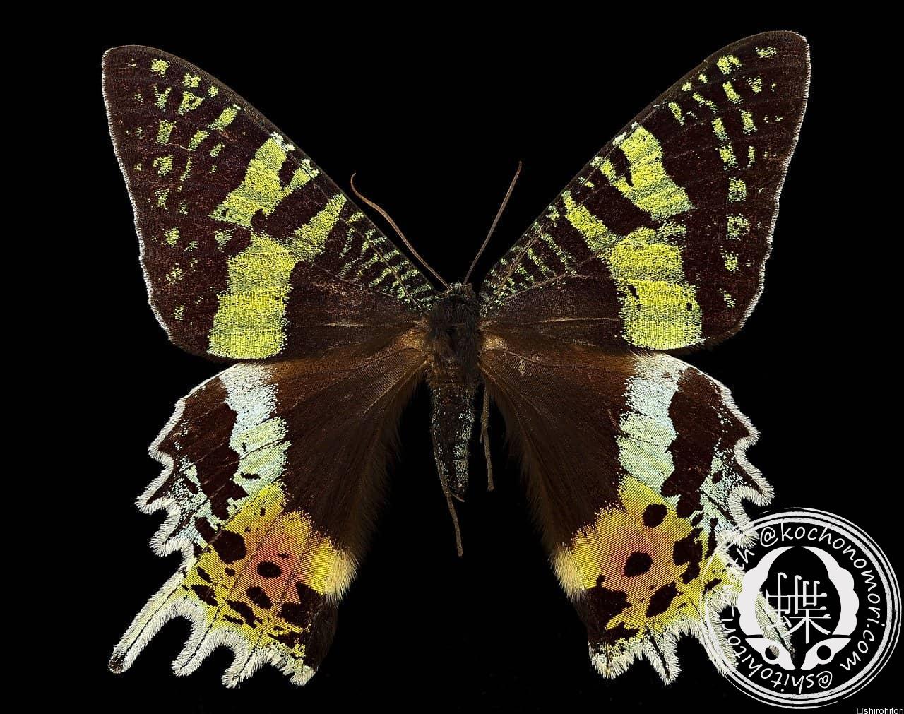 ニシキオオツバメガ - 胡蝶の杜