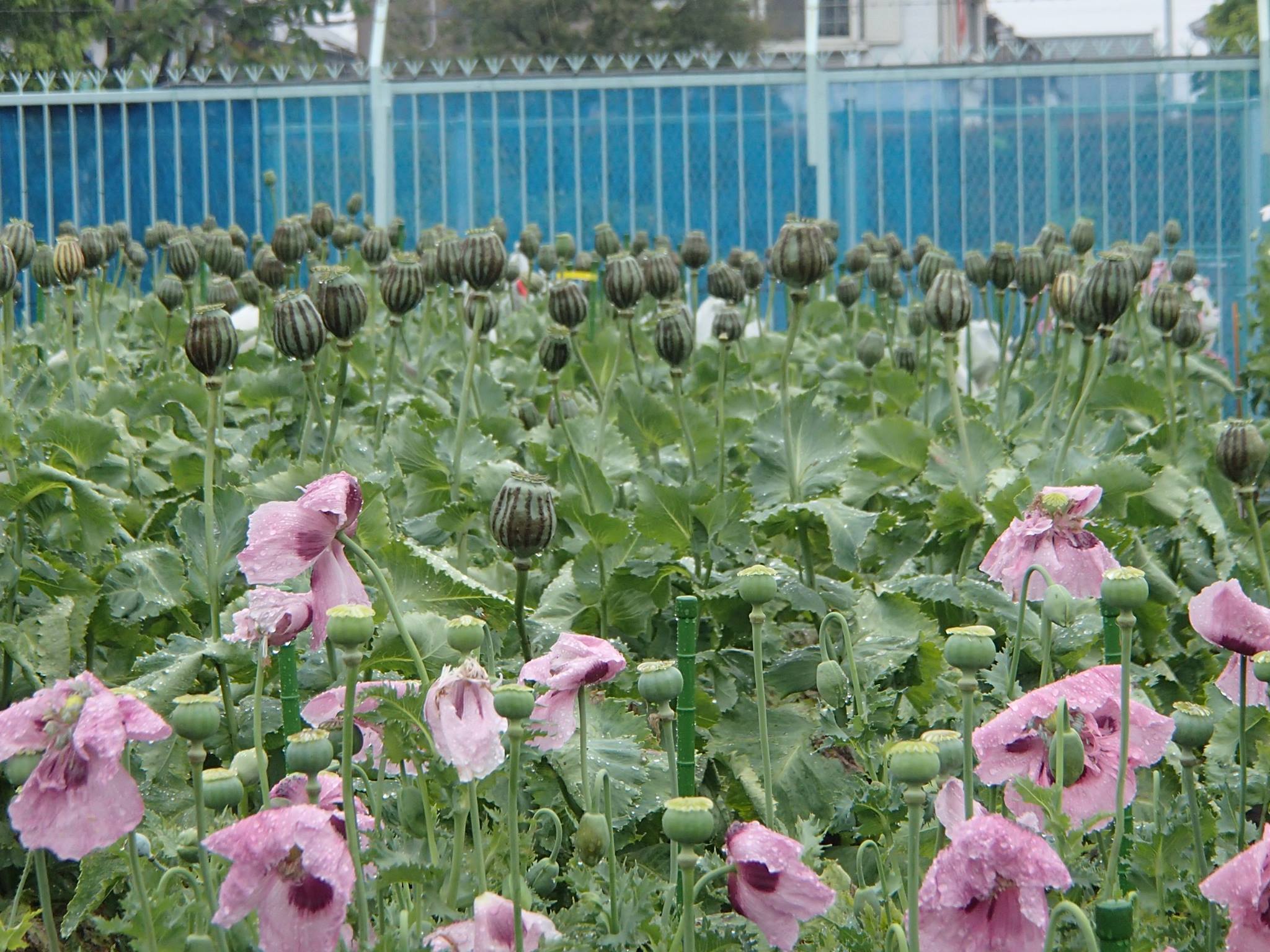 全国でも珍しい！都内で唯一ケシが見られる施設。そのほか季節の花も