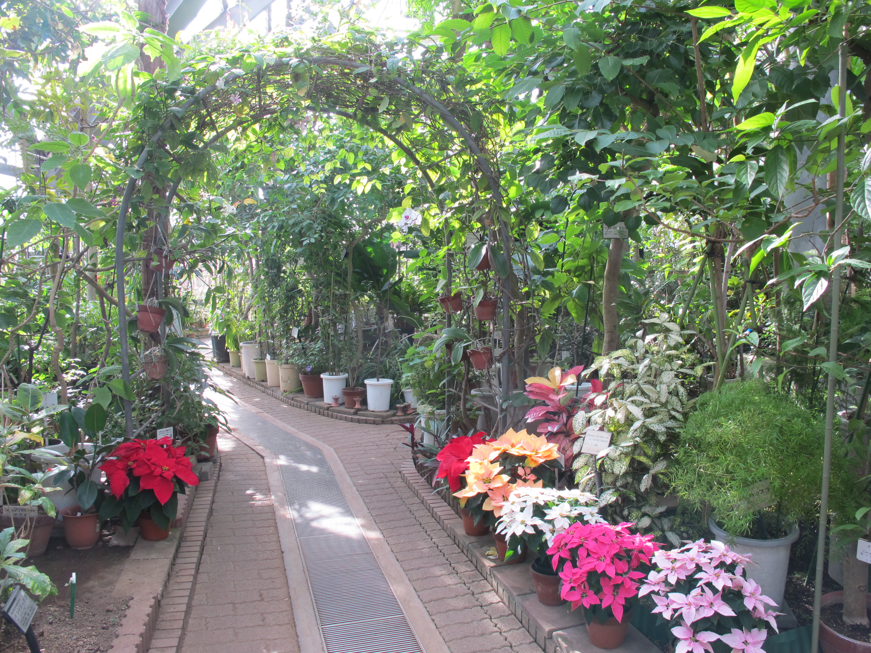 全国でも珍しい！都内で唯一ケシが見られる施設。そのほか季節の花も