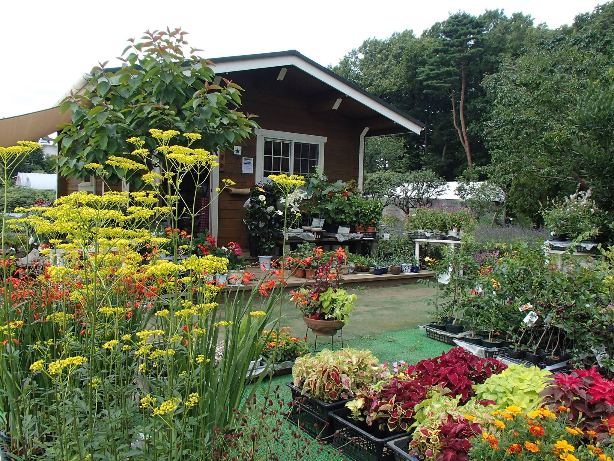 全国でも珍しい！都内で唯一ケシが見られる施設。そのほか季節の花も