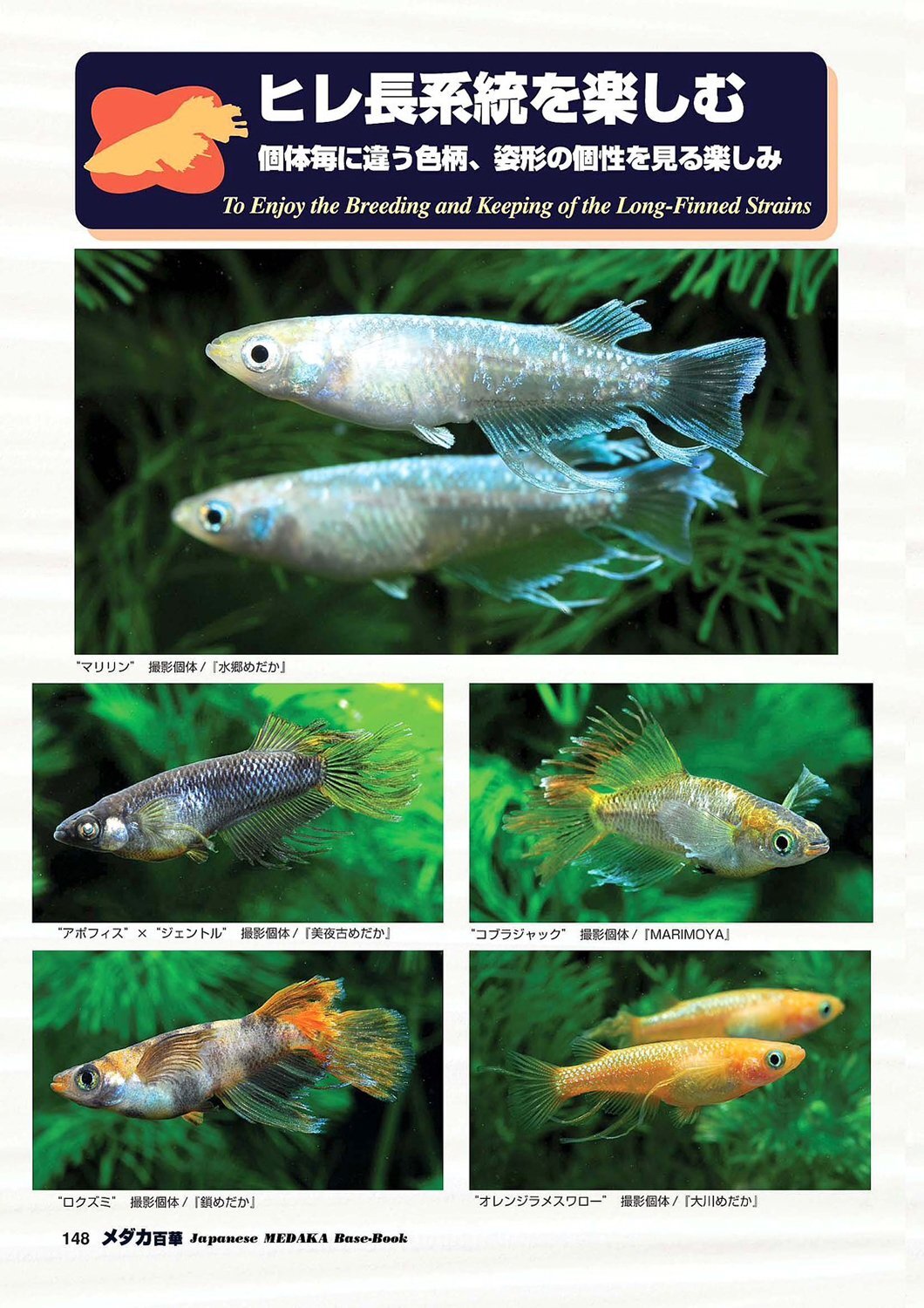 メダカ百華 Vol.20 - 桜めだか