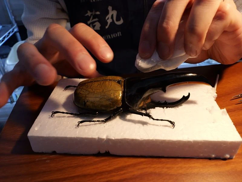 世界最大級のヘラクレスオオカブト標本を体感せよ