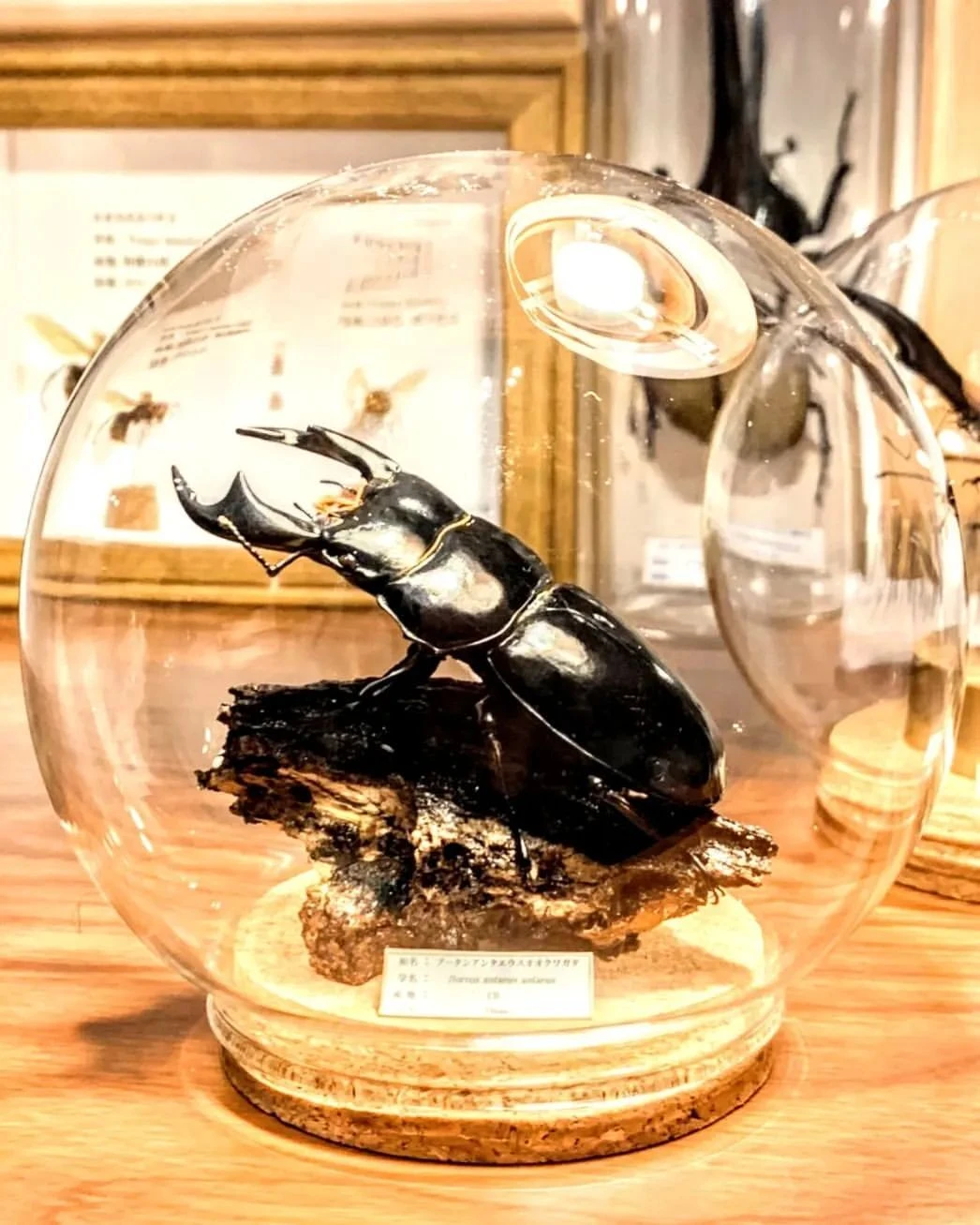 マダガスカルのドクバッタ 立体標本 マダガスカルのドクバッタ 立体標本