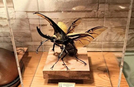 世界最大級のヘラクレスオオカブト標本を体感せよ