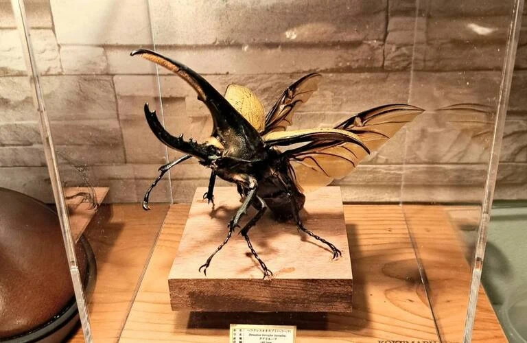 オーダー製作依頼】唯一無二のヘラクレスオオカブト標本へ。美を追求