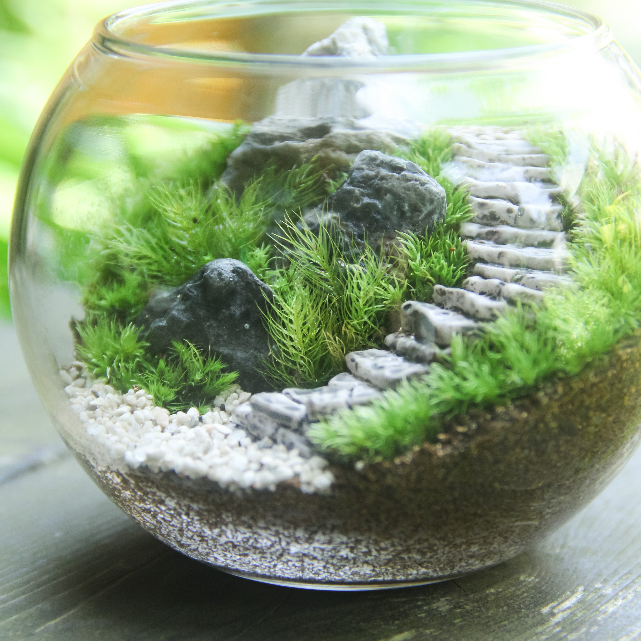 選べるフィギュア_階段の風景 ボウルL《苔テラリウム・コケリウム