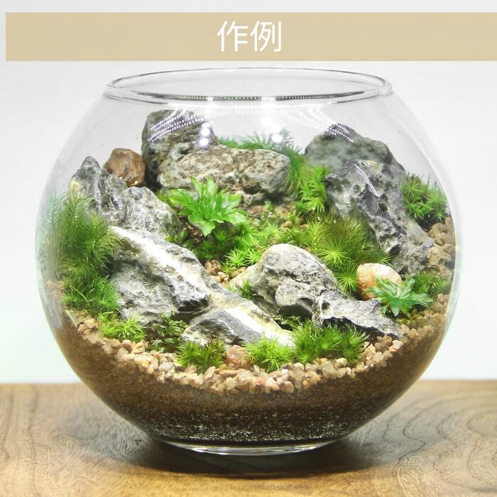 ボウル2L type】苔テラリウム制作キット《苔パック5種》 – 苔むすび