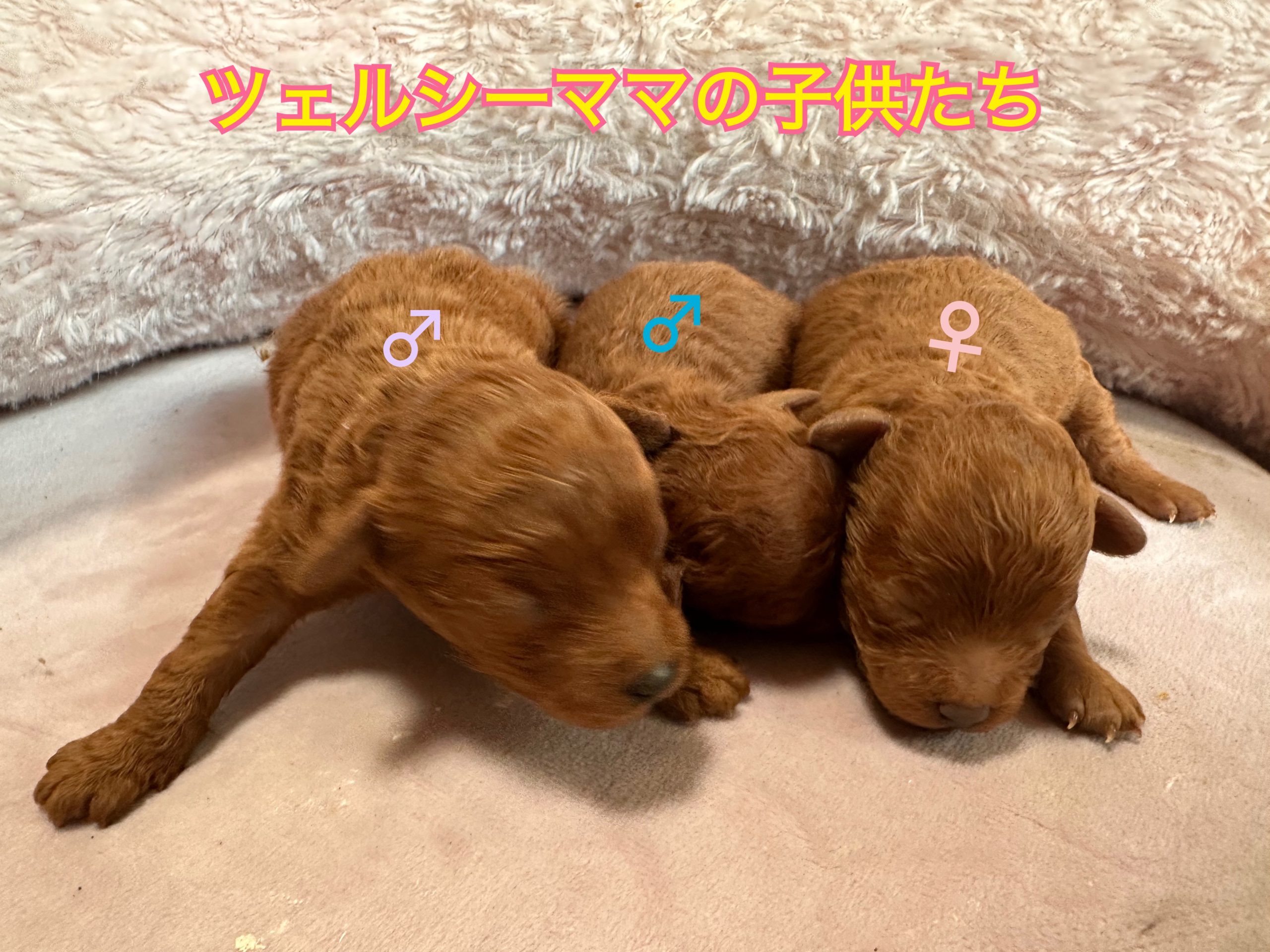 トイプードル（ツェルシーママ×ヘーゼルパパ）生まれました！ - 子犬