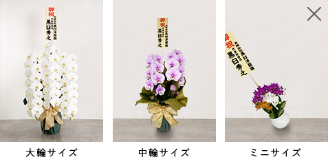 胡蝶蘭 ピンク 5本立ち60輪程度 生花｜お祝いギフトなら胡蝶蘭専門店