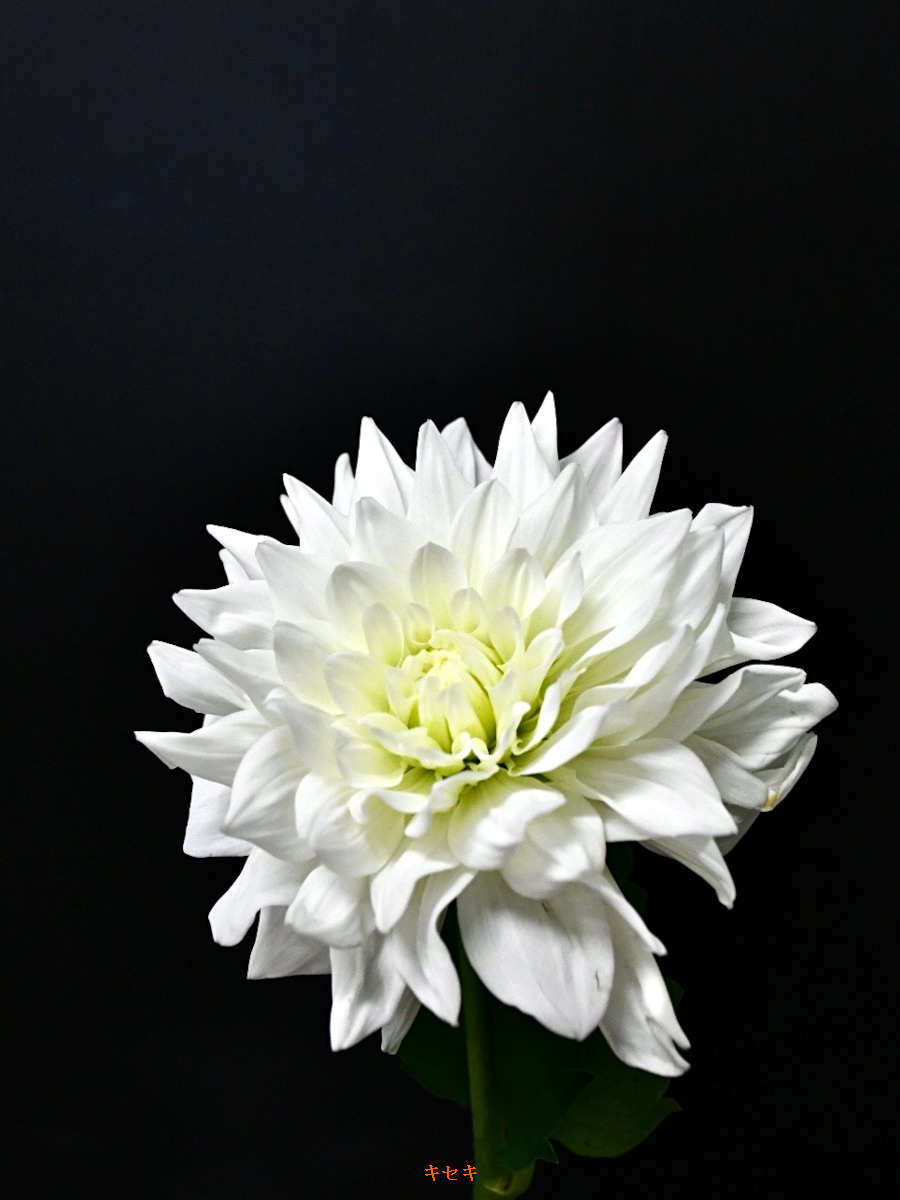 KOTA Photo ダリア 白 | 九州大田花き
