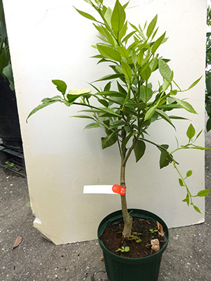 黄金柑 おうごんかん ゴールデンオレンジ【3年生苗】（接ぎ木・ポット