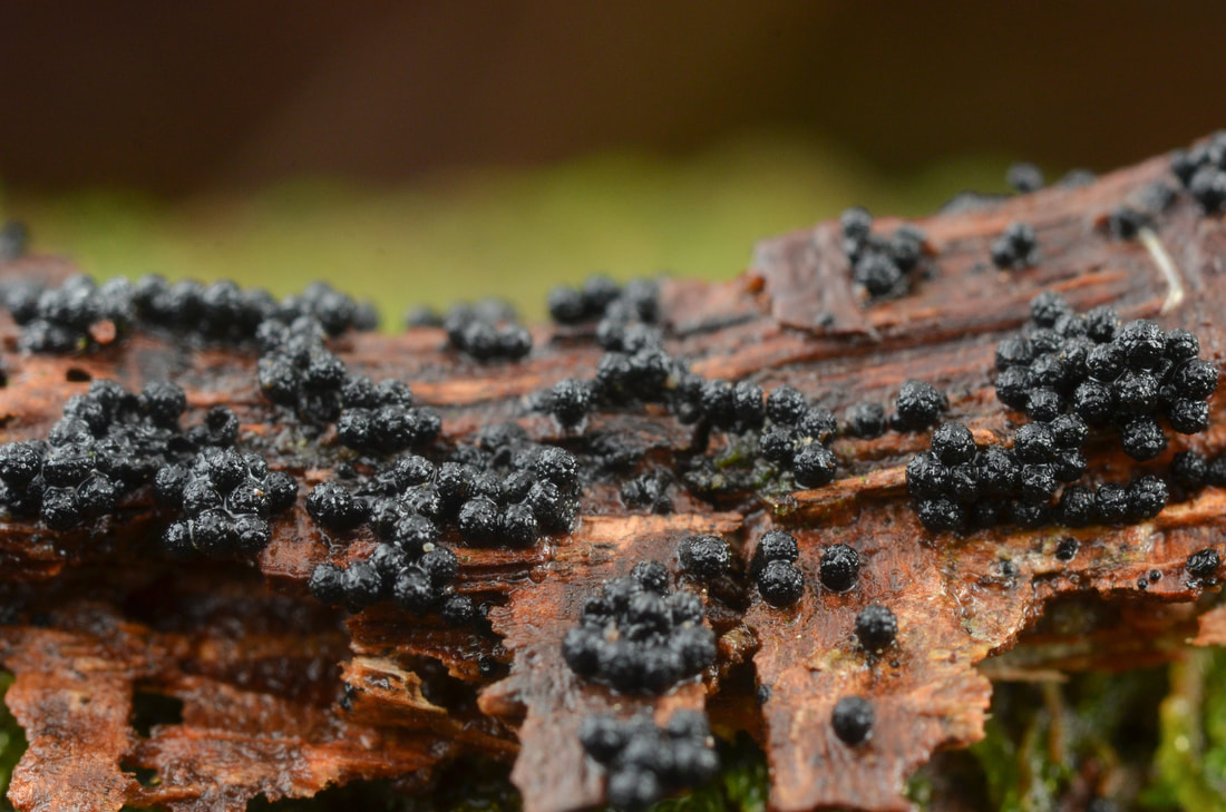 Fungi – The Richard P. Korf Memorial North American Ascomycete Foray