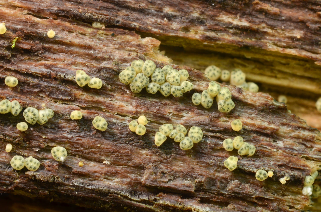 Fungi – The Richard P. Korf Memorial North American Ascomycete Foray