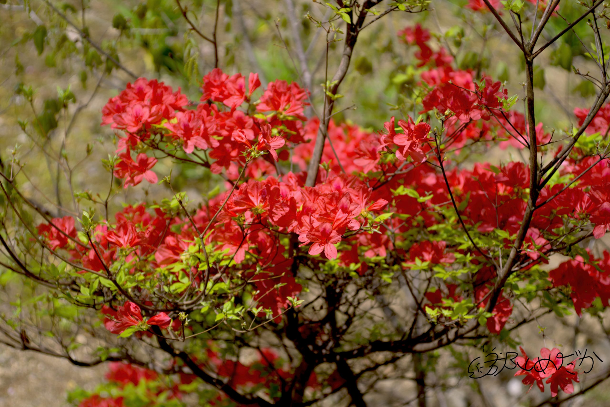 Kyocera af 60mm macro f2.8は写り以外は嫌いなレンズ - 郡山めだか