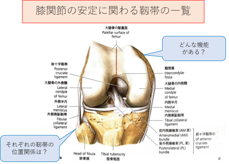 膝関節の安定に関わる靱帯の一覧とそれぞれの機能について | 理学療法