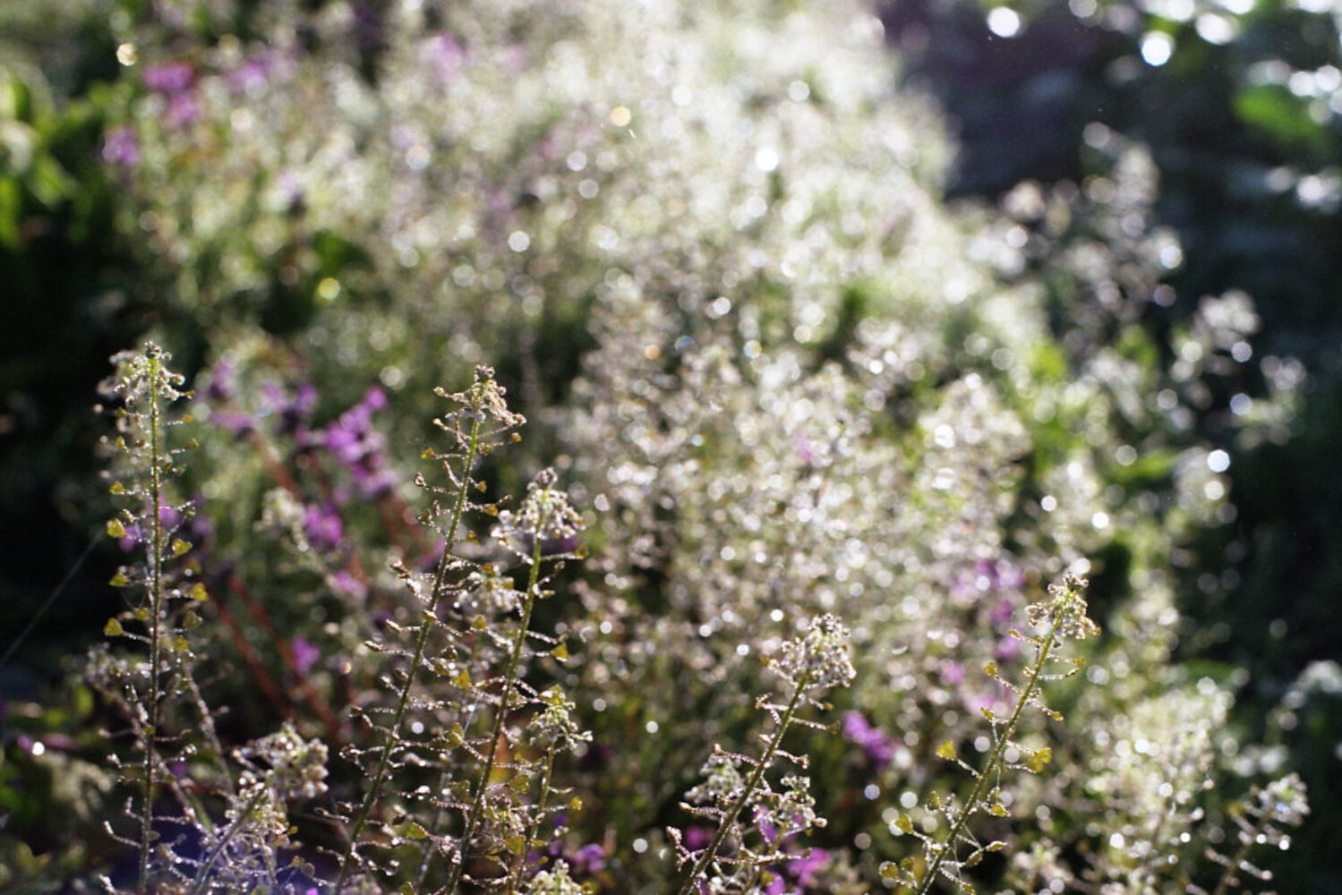 Olympus(オリンパス)のレンズ olympus om-system zuiko mc auto-s 50mm