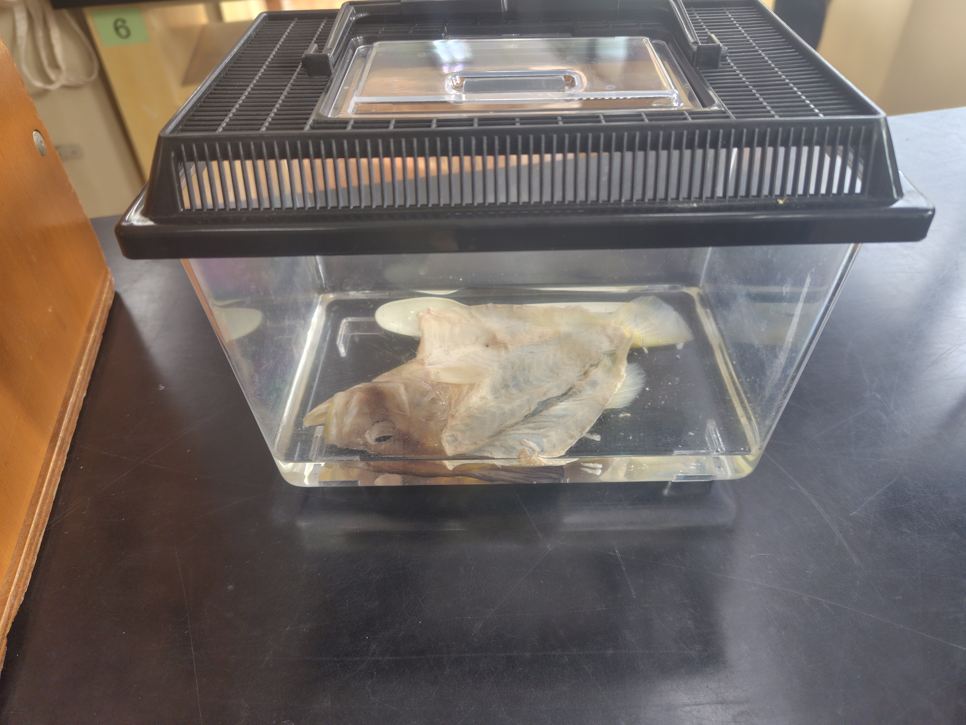 イトウの標本（剥製） 2026年最新】剥製 イトウの人気アイテム - メルカリ