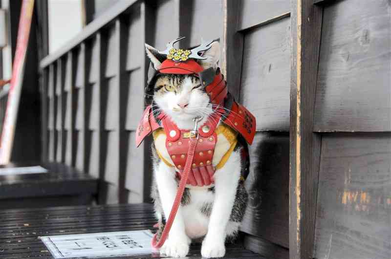 武者ネコ」りりしく 熊本城の人気者【ほっとフォト】｜熊本日日新聞社