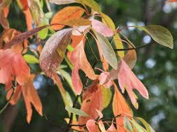 Sassafras Tree Profile by Kuenzi Turf & Nursery