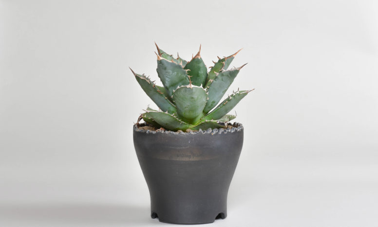 アガベ ユタエンシス｜エボリスピナ（陽炎・短葉型） – 草物語｜公式