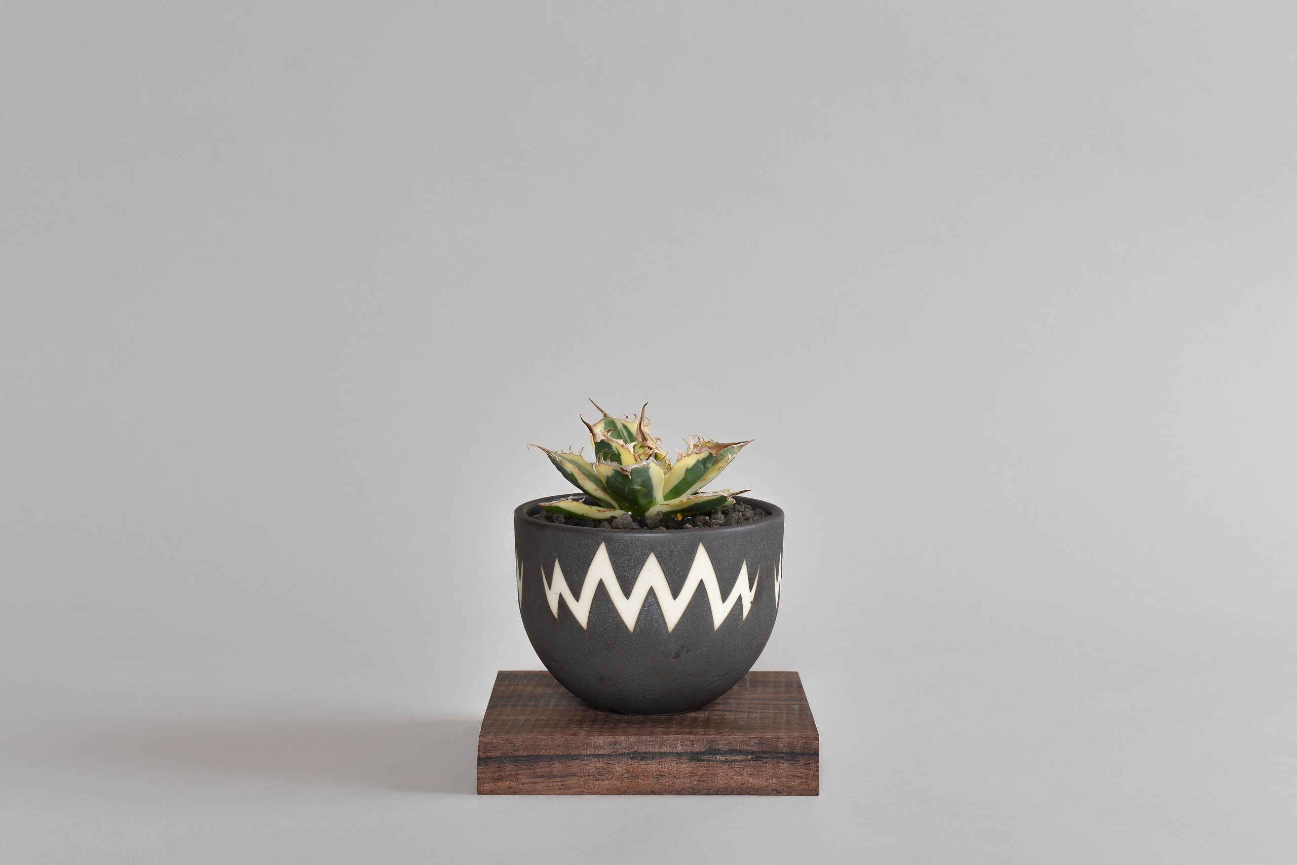 アガベチタノタ｜スナグルトゥース（暴牙） – 草物語｜公式ウェブサイト