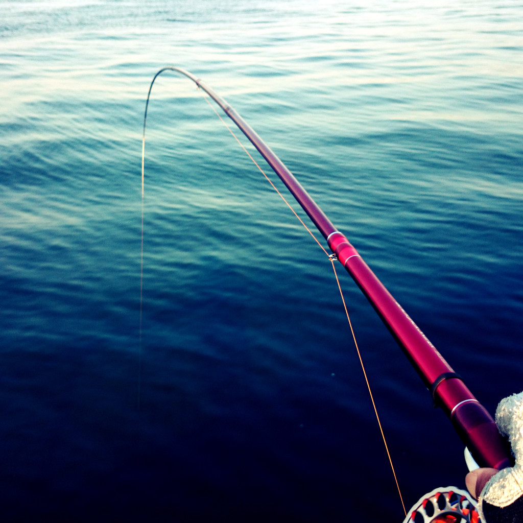 赤い彗星 ダイワ ブラックジャックスナイパー T-42硬調UM | くろこう.net