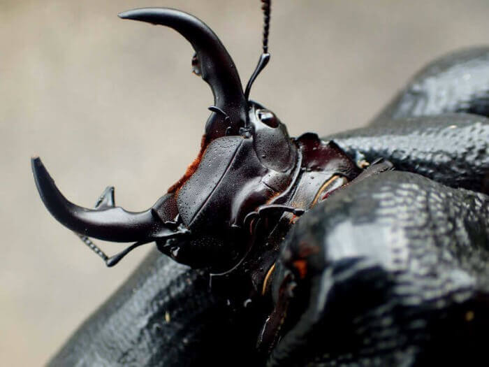 クワガタ野外採集記（昆虫採集記）2018年【No.23】ワイルド