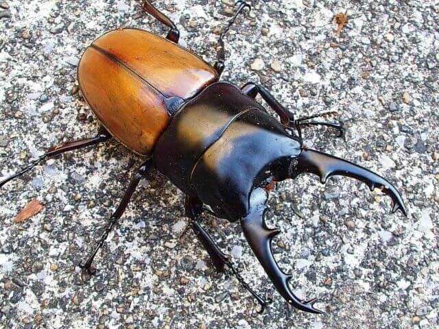 ラフェルトノコギリクワガタの飼育【幼虫飼育＆産卵方法】【Shiho的