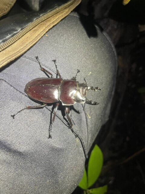 クワガタ野外採集記（昆虫採集記）2024年【No.31】月虫野外採集ギネス