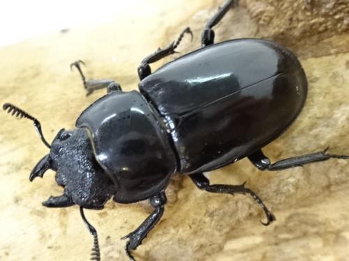 くわかぶプラネット / 【WD】リノケロスフタマタクワガタ(原名亜種)ペア