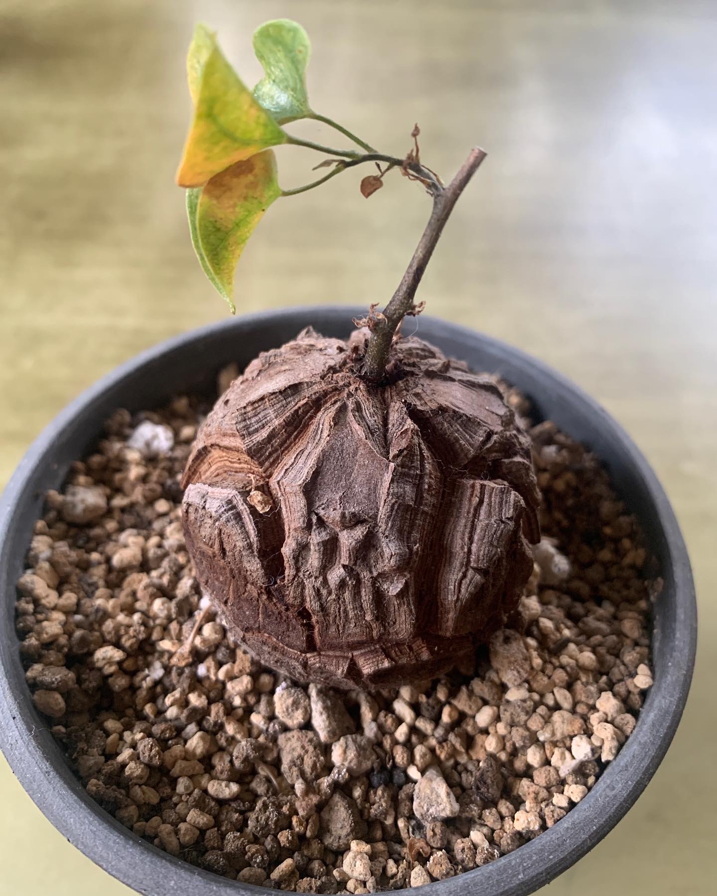 家にある亀甲竜、ただただ紹介 | 今日も蒔くぞ