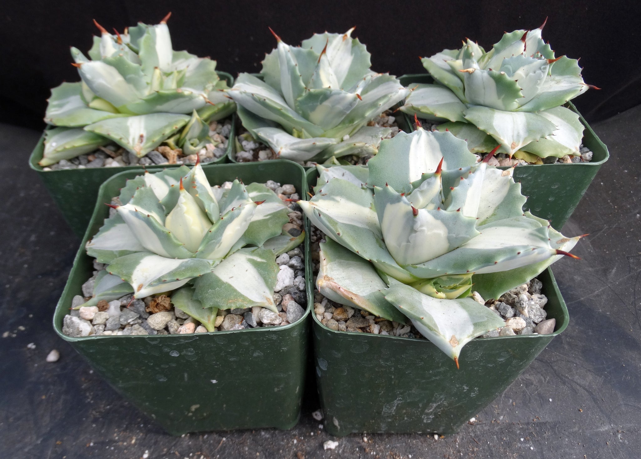 Agave isthmensis 'Ohi Raijin Shiro Nakafu' Variegated – Kyle's Plants