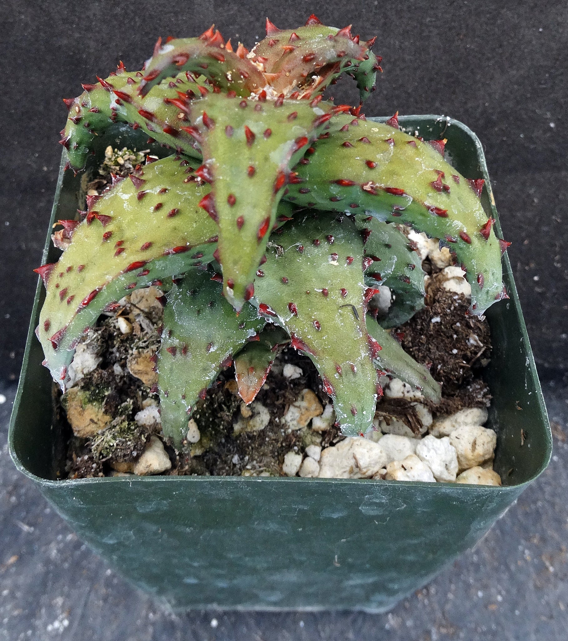 Aloe castilloniae Spiny leaf form – Kyle's Plants