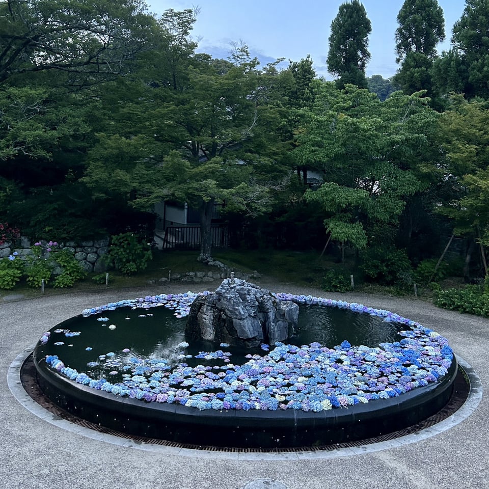 紫陽花色づき始め7／久安寺公式サイト