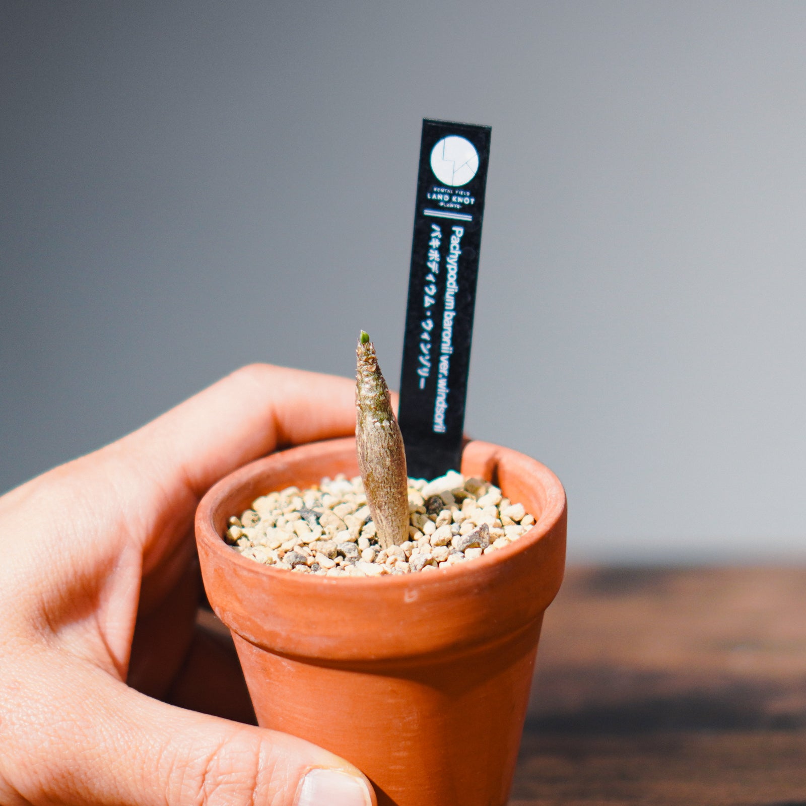 実生株】パキポディウム ウィンゾリー | Pachypodium windsorii – LAND