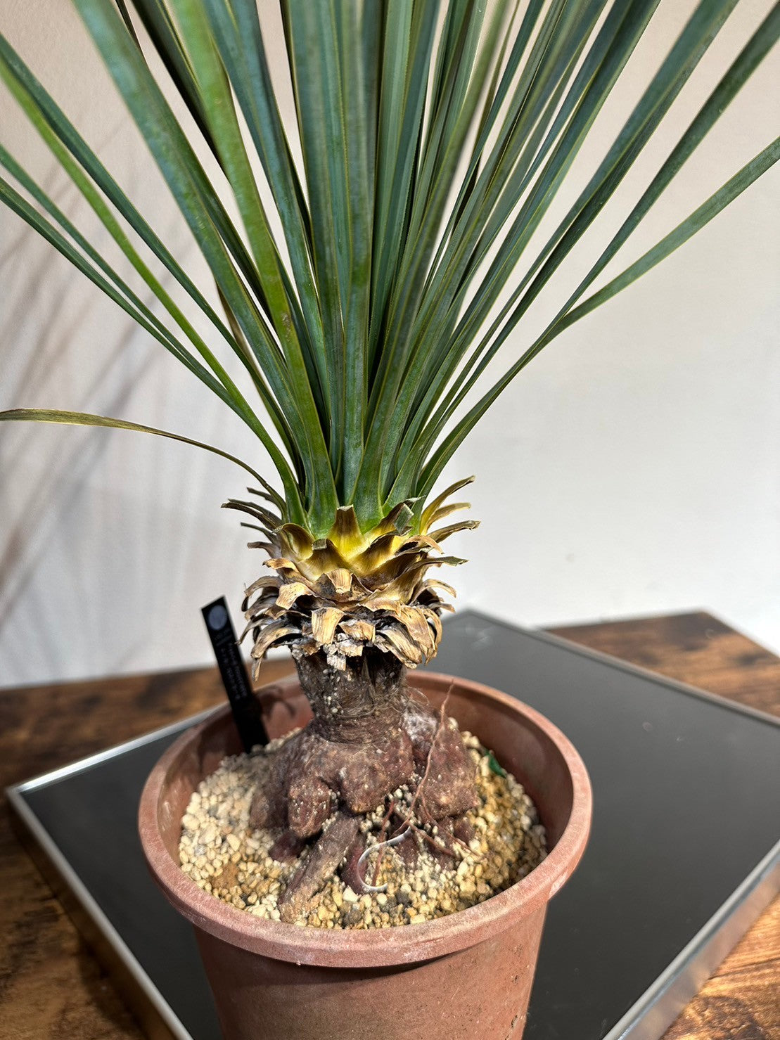 AL423】ユッカ ロストラータ ダブルヘッド 【公式通販】