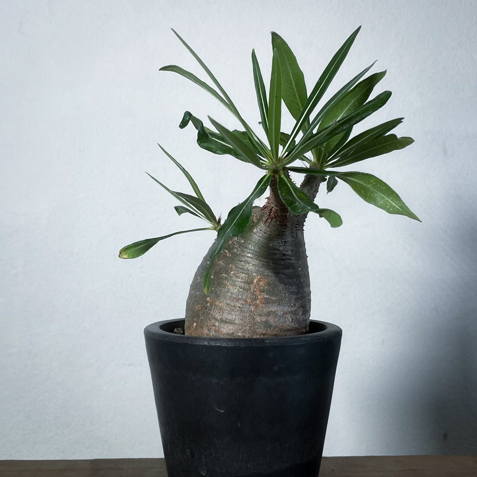 1点物】パキポディウム グラキリス | P-16 ※キズあり – LAND KNOT PLANTS