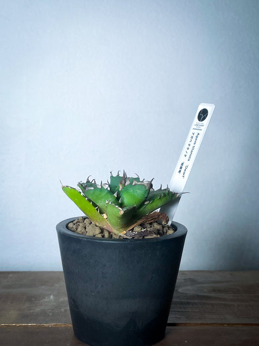 ぶんぶく茶釜 姫厳竜錦 白中斑 姫厳龍 子株✕2株 アガベ・チタノタ 姫