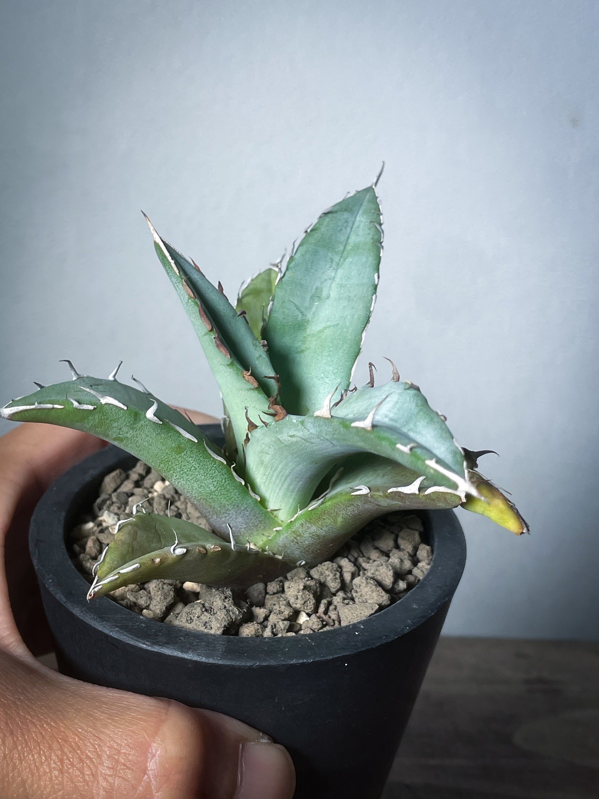 26A】アガベ オテロイ 種子 500粒 Agave oteroi アガベの種子 オテロイ