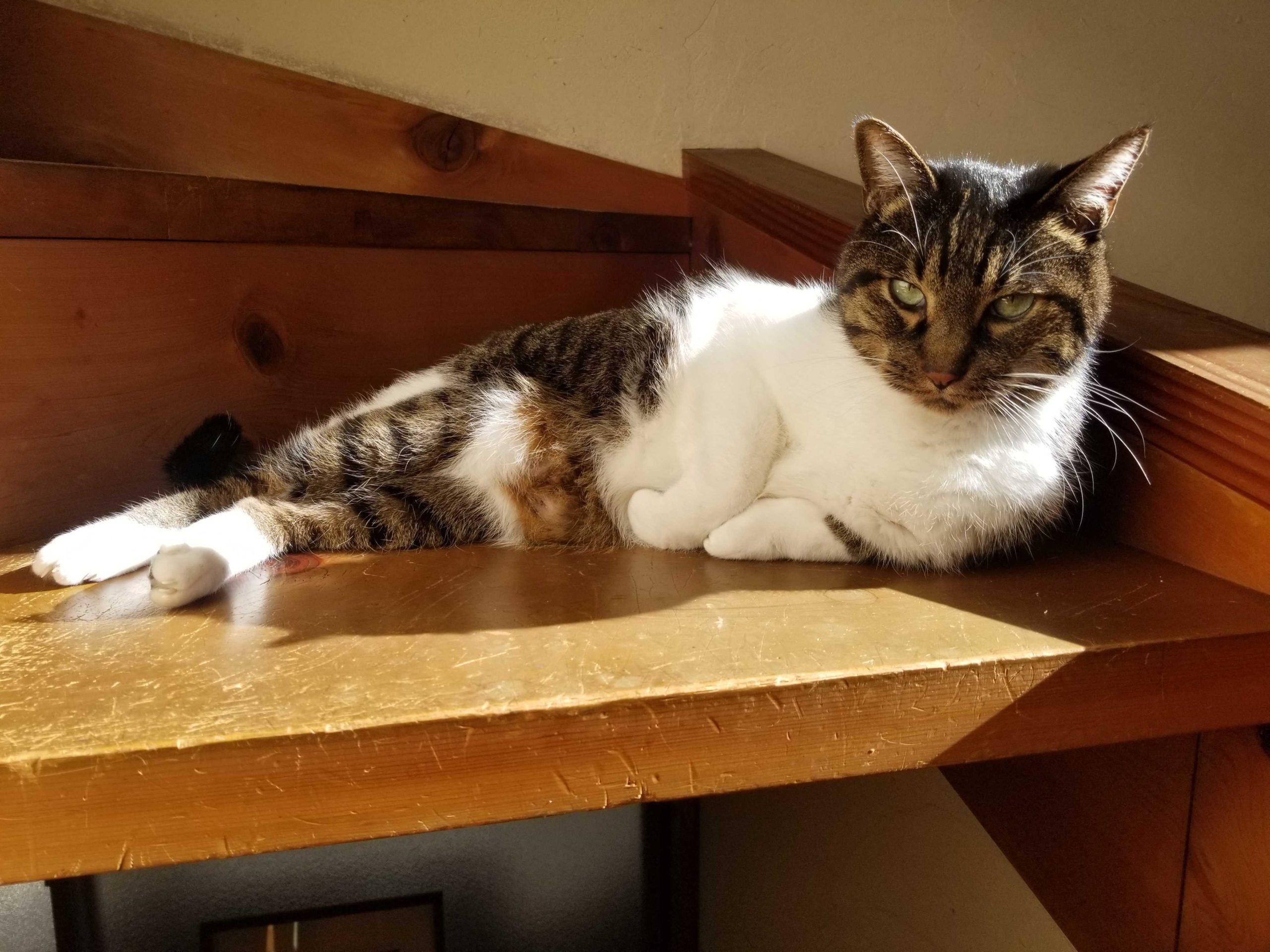 猫ちゃん】chitocerium XXII-tanio組んでみた！【プラモ】 | グッスマ