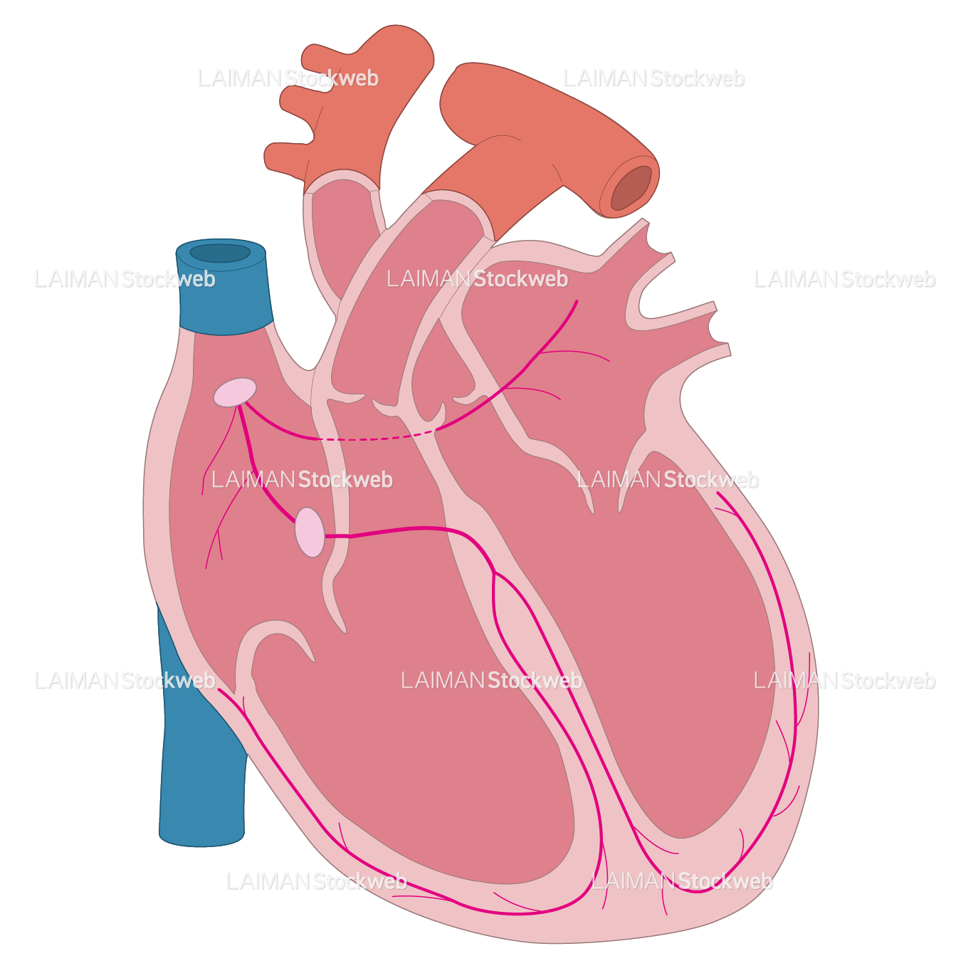 心臓外科の刺激伝導系 ヨドバシ.com - 心臓外科の刺激伝導系 [単行本